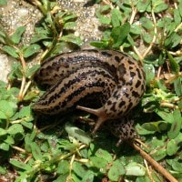 Siput macan tutul