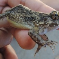 Limnonectes larvaepartus