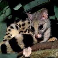 Musang Congkok / Linsang