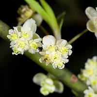 Antarasa