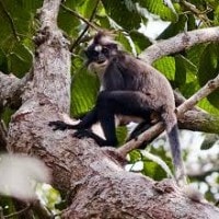 Lutung Dahi Putih