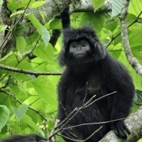 Lutung jawa