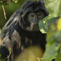 Lutung Budeng / Lutung Jawa