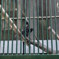 Lutung Budeng