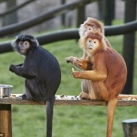 Lutung