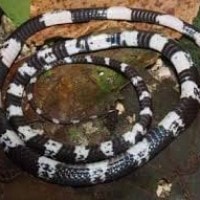 Penemuan Spesies Ular Baru di Sumatra