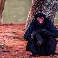 monyet laba laba muka merah