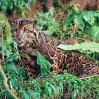 Macan dahan