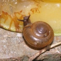 macrochlamys indica (photo koomen)
