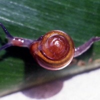 macrochlamys tersa (photo schilthuizen)