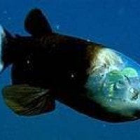 Ikan Barreleye