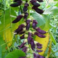 Kara benguk