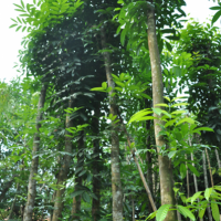 Pohon Mahoni