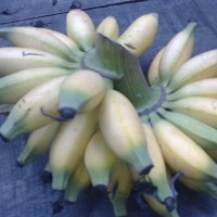 Pisang Mauli