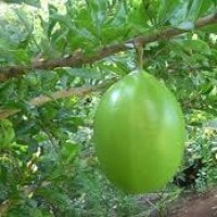 Buah maja