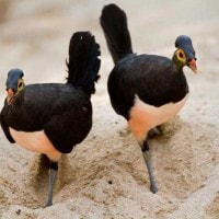 Maleo Senkawor