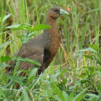 Burung Mandar Talaud