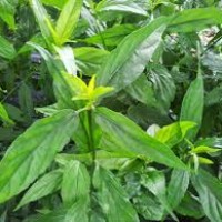 daun belalai gajah