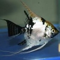 Manfish