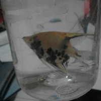 Ikan Hias Angle Fish/Man Fish