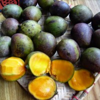 Mangga Kasturi