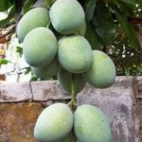 Mangga lalijiwa