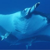 Pari manta