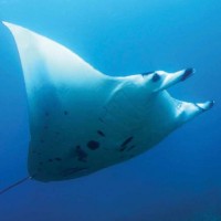 Pari manta