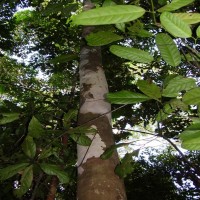 Mesoyi atau masoi