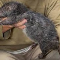 Tikus Berduri Mentawai