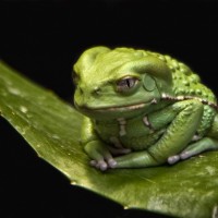 Katak pohon monyet lilin