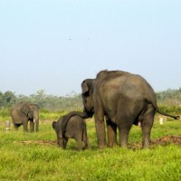 Taman Nasional Way Kambas