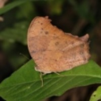 Melanitis leda