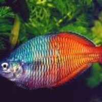 Mengenal Hewan Famili Melanotaeniidae