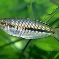 Ikan Pelangi