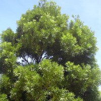 Melur