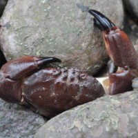 kepiting