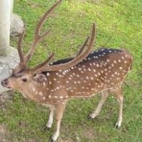 Rusa Tutul atau Rusa Totol