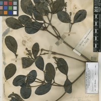 Mentibu