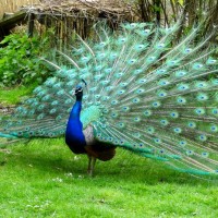 Merak Biru India