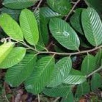 Meranti Tembaga