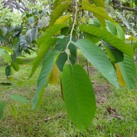 Meranti / Shorea macrophylla