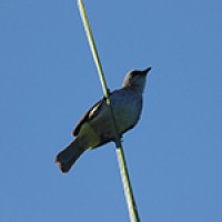 Merbah Cerukcuk (Yellow-vented Bulbul)