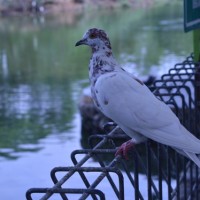 Merpati