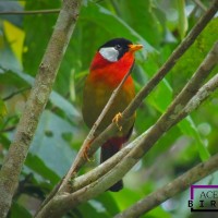 Mesia telinga-perak / Silver-eared Leiothrix  (Silver-eared Mesia)