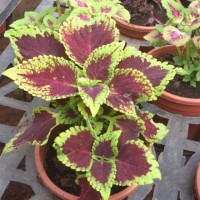 Daun Miana