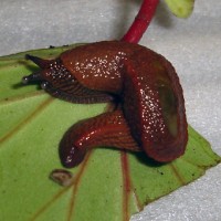 microparmarion pollonerai (photo liew ts)