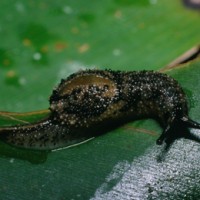 microparmarion simrothi (photo koomen)