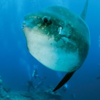 Mola-Mola