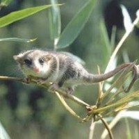 Marsupial